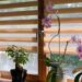 What Are The Different Varieties of Blinds Available?