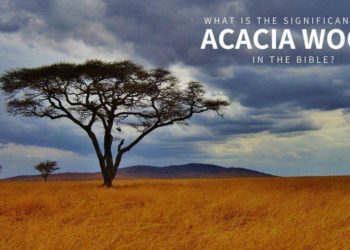 Acacia Wood
