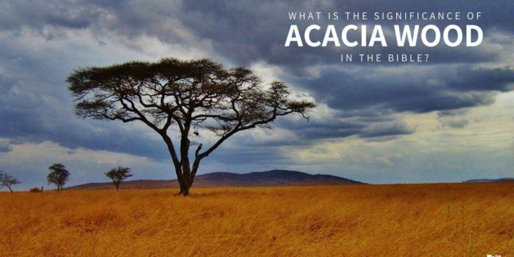 Acacia Wood