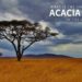 Acacia Wood