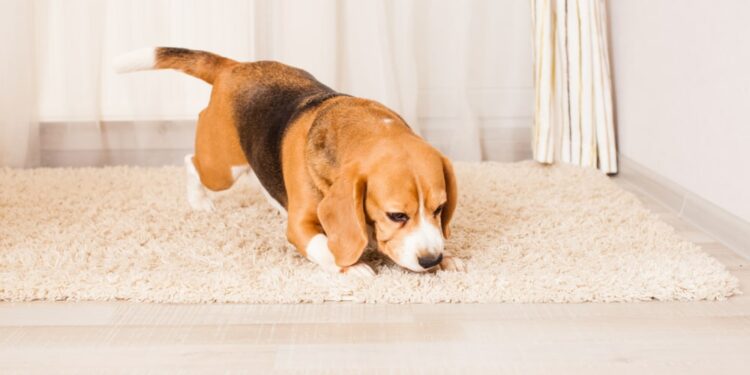 How Do You Train A Dog To Detect Bed Bugs?