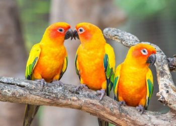 Keeping Your House Clean With Pet Birds