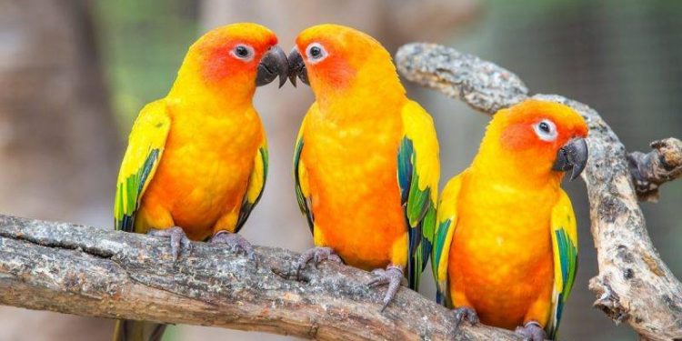 Keeping Your House Clean With Pet Birds