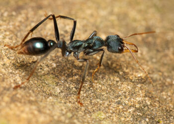5 Natural Ways to Exterminate Ants