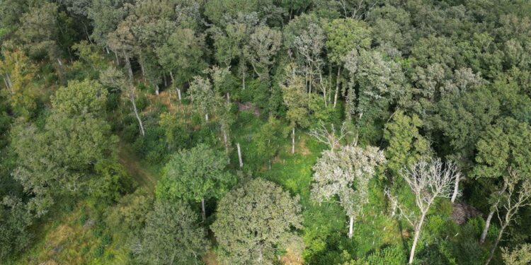 Things to Do in The Woodlands, TX