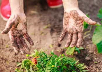 Dirty hands in garden
