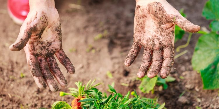 Dirty hands in garden