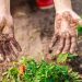 Dirty hands in garden
