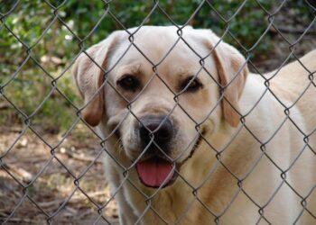 How To Train Your Dog To Use A Pet Fence – A Comprehensive Guide