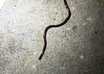 Little black worm in shower