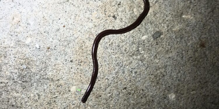 Little black worm in shower