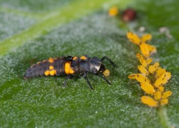 Pests that need professional intervention