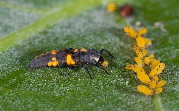 Pests that need professional intervention