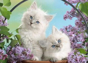 Cats And How They Make Our Lives Better – Here Is Why You Need To Get A Cat