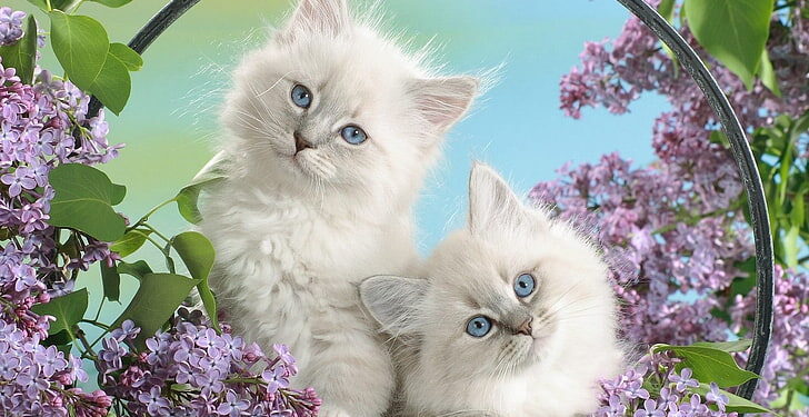 Cats And How They Make Our Lives Better – Here Is Why You Need To Get A Cat