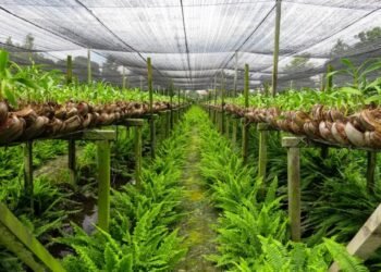 What is The Best Shade Cloth Color for Your Plants?