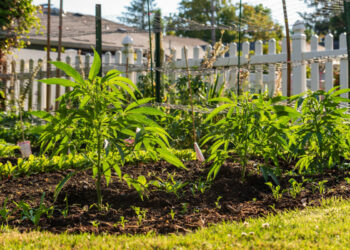 Growing Marijuana in Raised Beds in Your Garden