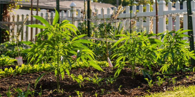 Growing Marijuana in Raised Beds in Your Garden