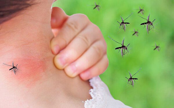 How to Get Rid of Mosquitos in Your Yard