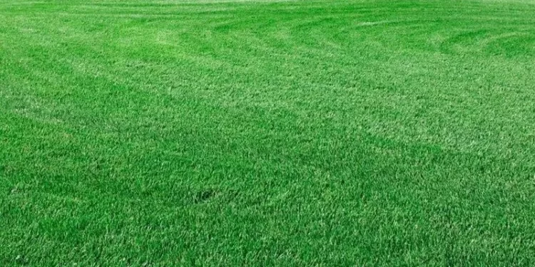 Lawn