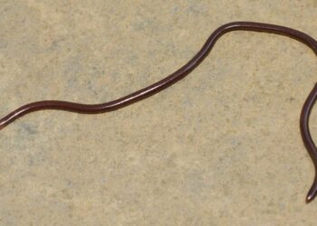 small black worms in shower