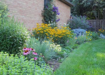 5 Easy Steps To Grow Flowers That Will Make Your Garden Absolutely Stunnin