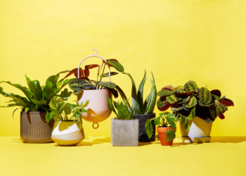 How To Find And Choose The Right Plant Delivery Company