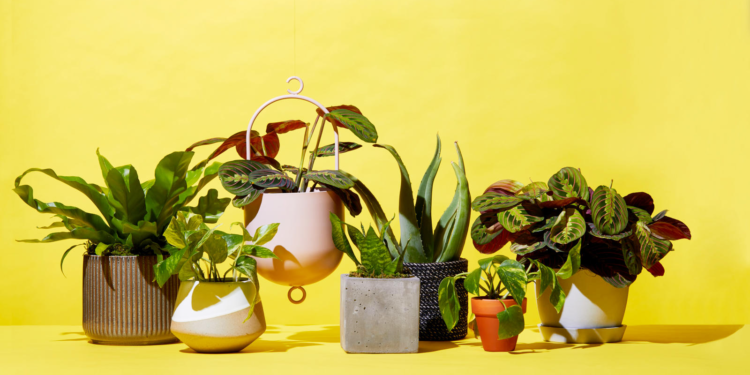 How To Find And Choose The Right Plant Delivery Company