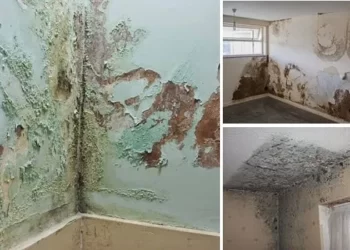 7 potential remedies for damp in your home