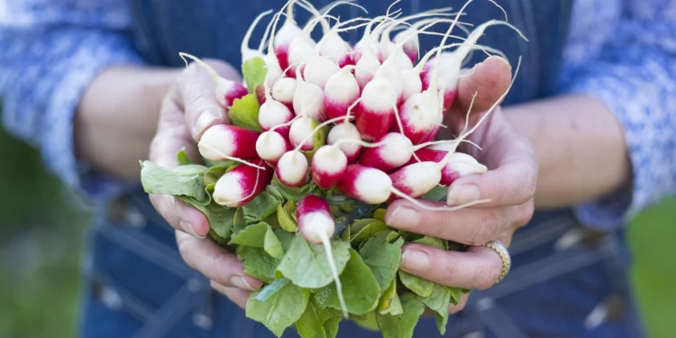 The Best Vegetables to Grow in Your Houston Climate