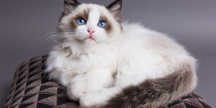 Reasons to Get Ragdoll Cat