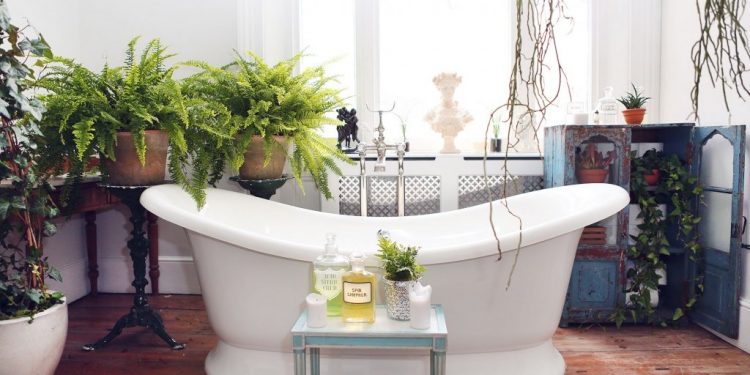 plants in bathroom