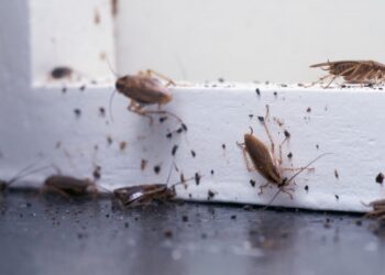 5 Do’s And 6 Don’ts Of Household Pest Control