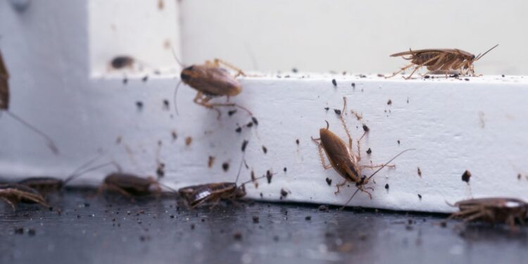 5 Do’s And 6 Don’ts Of Household Pest Control