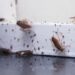 5 Do’s And 6 Don’ts Of Household Pest Control