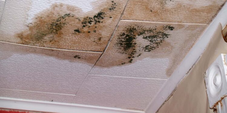 When Does Water Damage Result in Mold?