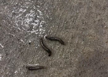 Tiny black worms in house
