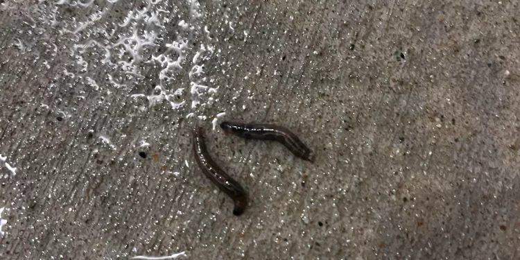 Tiny black worms in house