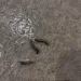 Tiny black worms in house