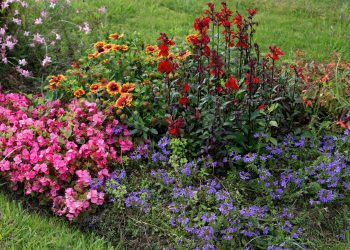 The Most Beautiful Flowers You Can Plant in Your Garden