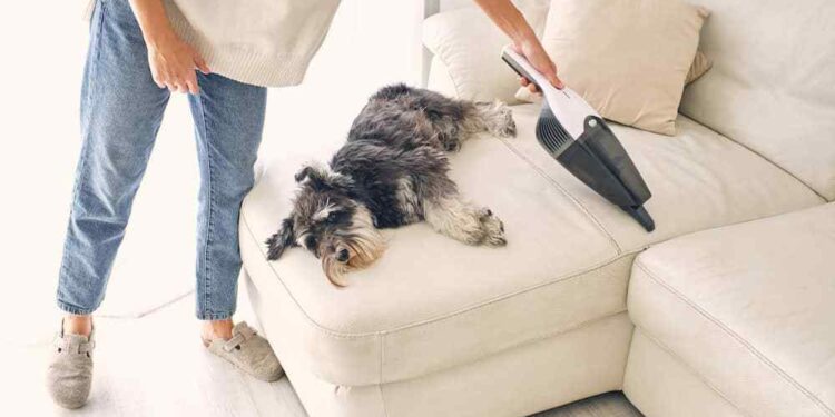 Keeping a Clean Home With Pets: Practical Strategies for Managing Fur, Dander, and Dirt
