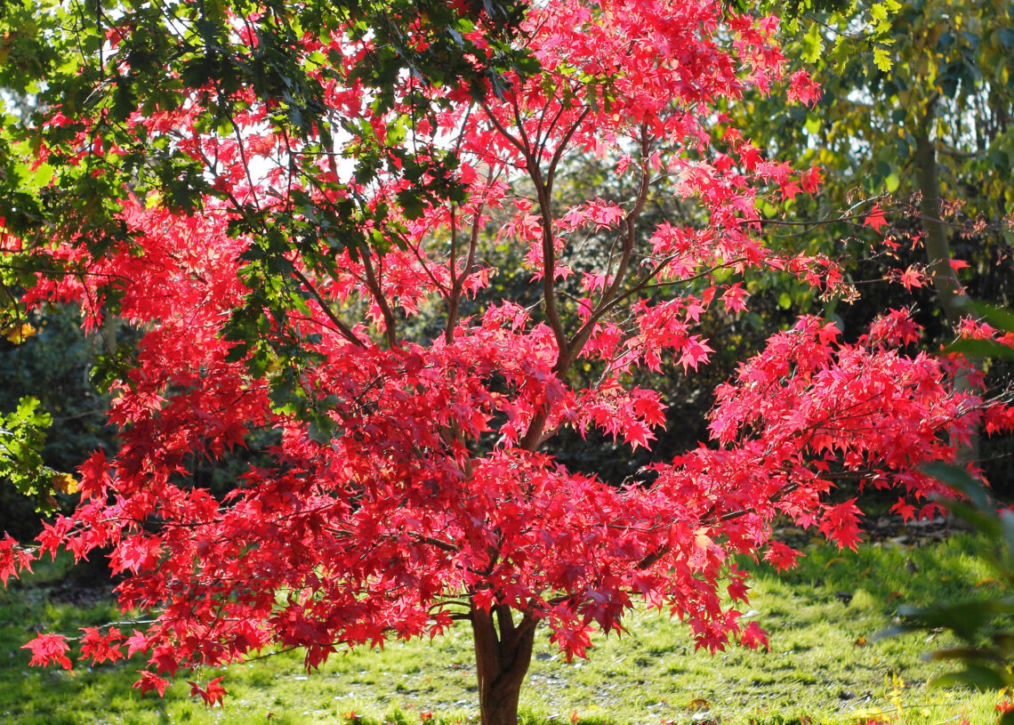 How often should you water fruit trees?