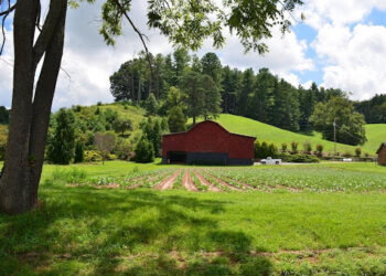 Photography Tips for Homestead Bloggers