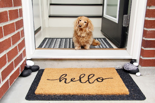 A cute dog welcome at the front door