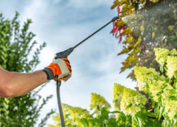 How Preventative Pest Control Can Save You Money in the Long Run