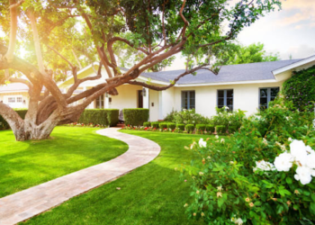 Tree Planting Tips Every Homeowner Should Know for a Greener Future