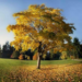 The Benefits of Landscaping with Tulip Poplar Trees 