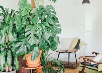 Embracing the Green Lifestyle at Home
