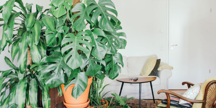 Embracing the Green Lifestyle at Home