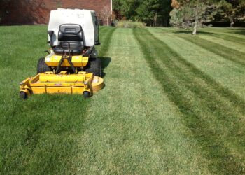The Best Professional Services You Can Get For Your Yard